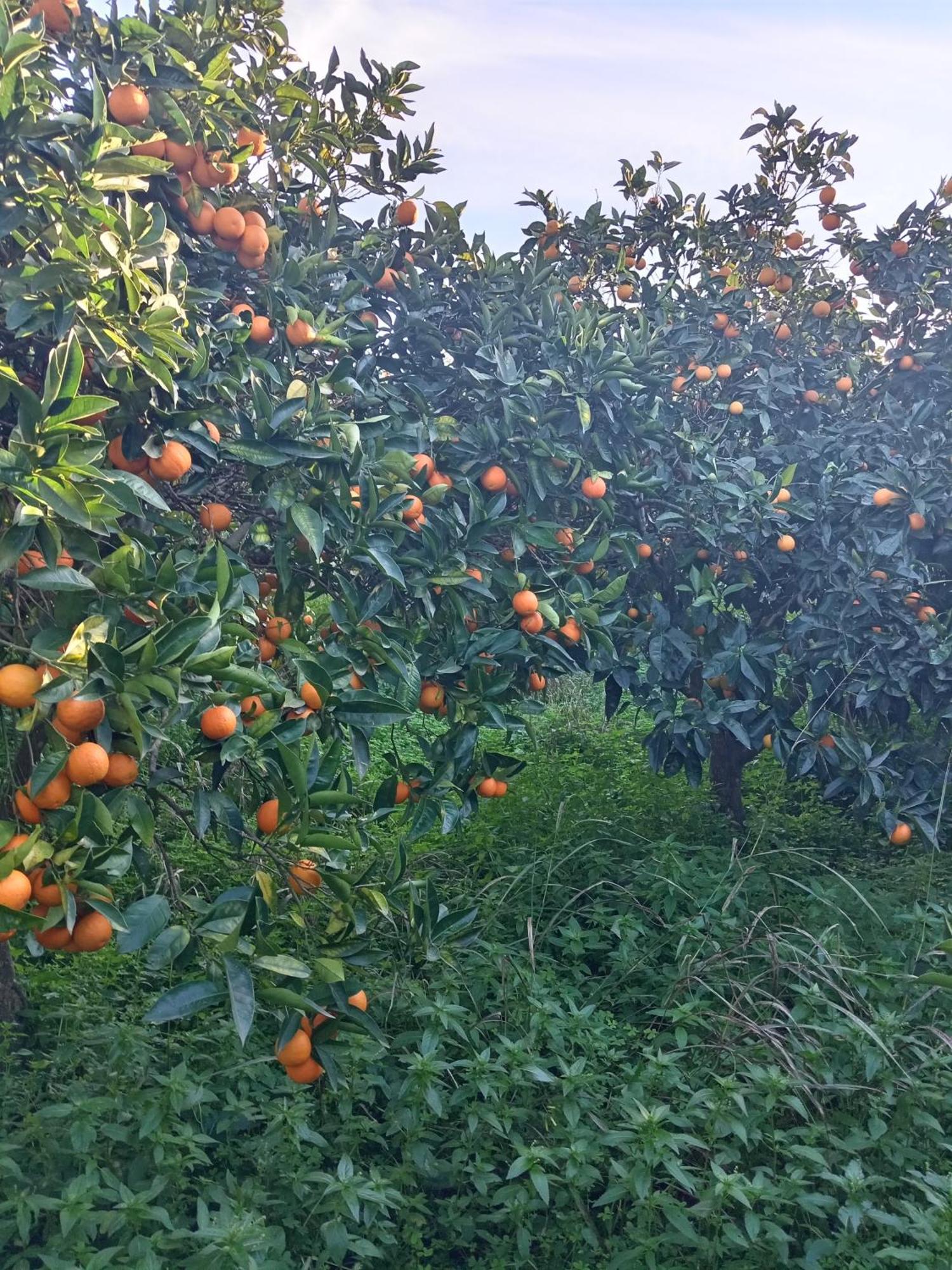 Villetta San Giovanni 卡拉塔菲米 外观 照片